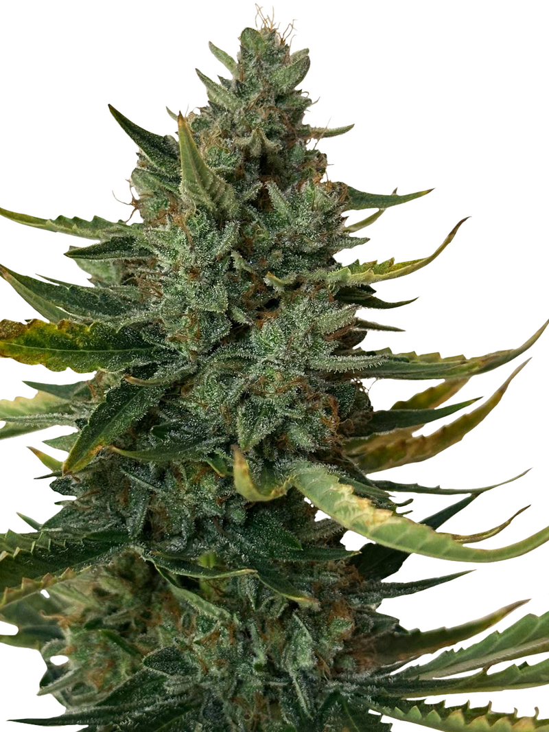 Hot Milf Og Auto, Фасовка: 1